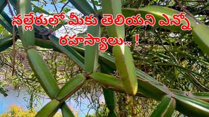 ఎముకల బలానికి సంజీవని నల్లేరు..కీళ్ల నొప్పుల నుంచి జీర్ణ సమస్యలకు