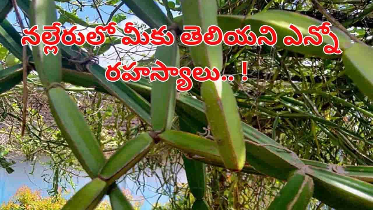 ఈ మొక్క ఎముకల బలానికి సంజీవని.. కీళ్ల నొప్పుల నుంచి జీర్ణ సమస్యల వరకు అద్భుత ఔషధం!