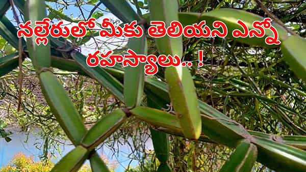 ఈ మొక్క ఎముకల బలానికి సంజీవని.. కీళ్ల నొప్పుల నుంచి జీర్ణ సమస్యల వరకు అద్భుత ఔషధం!
