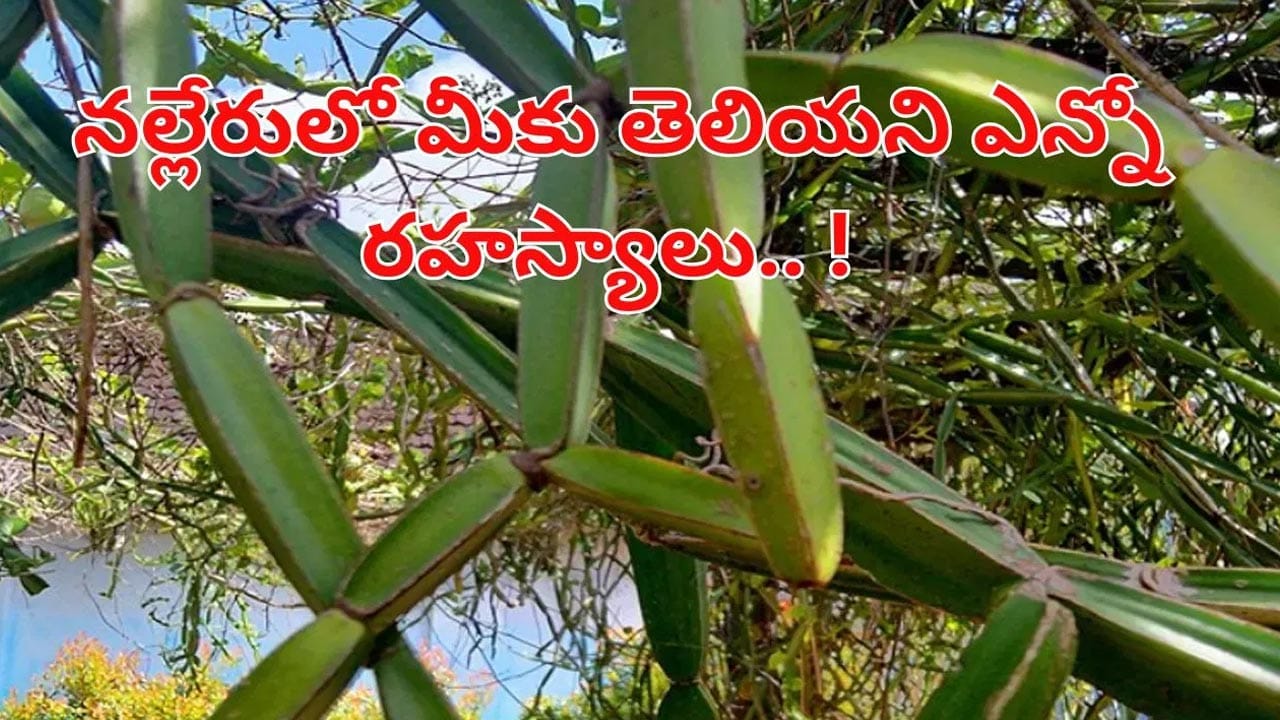 ఈ మొక్క ఎముకల బలానికి సంజీవని.. కీళ్ల నొప్పుల నుంచి జీర్ణ సమస్యల వరకు అద్భుత ఔషధం!