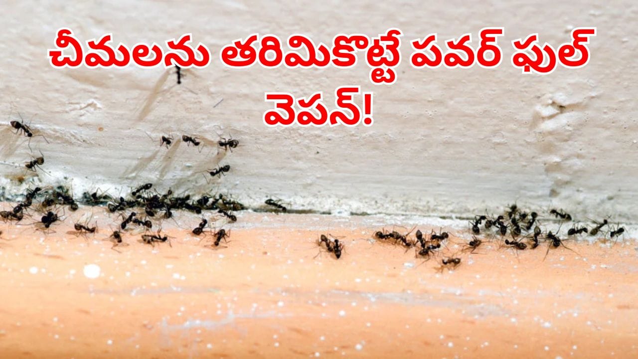 Ant control: చంపాల్సిన పనిలేదు.. ఈ సింపుల్ చిట్కాలతో ఈజీగా చీమలను తరిమికొట్టండి!