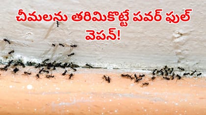 ఈ సింపుల్ చిట్కాలతో ఈజీగా చీమలను తరిమికొట్టండి!