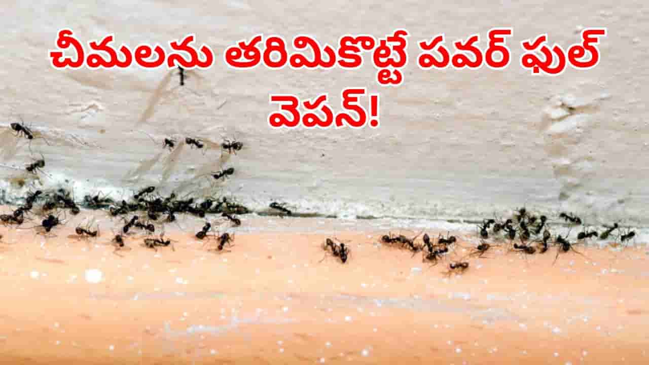Ant control: చంపాల్సిన పనిలేదు.. ఈ సింపుల్ చిట్కాలతో ఈజీగా చీమలను తరిమికొట్టండి!