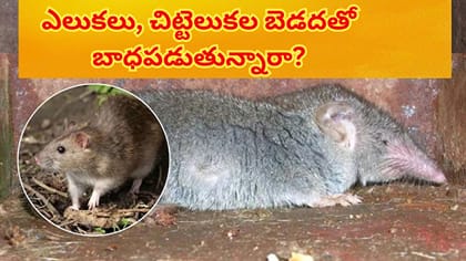 ఎలుకలు, చుంచెలుక కాటుతో విసిగిపోయారా? ఇది ఒక్క చుక్కతో ఇంటి నుండి