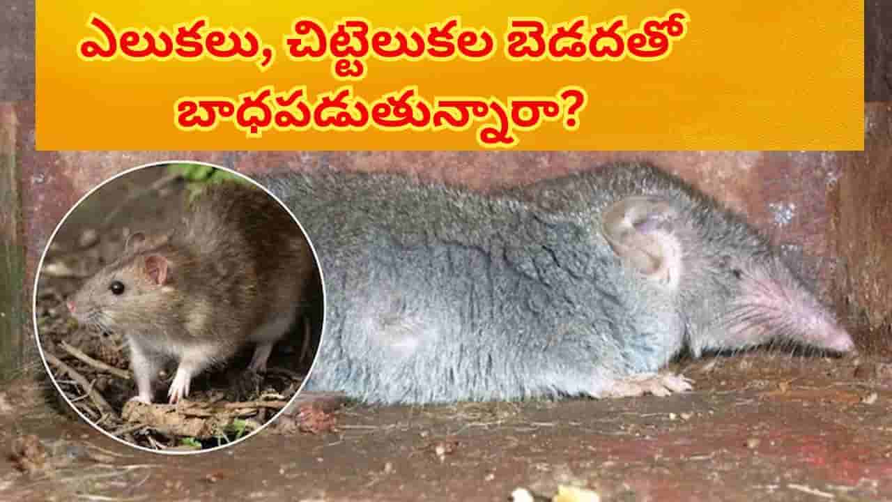 ఎలుకలు, చుంచెలుక కాటుతో విసిగిపోయారా? ఇది ఒక్క చుక్కతో ఇంటి నుండి తరిమికొట్టే సహజ గృహ చిట్కాలు!