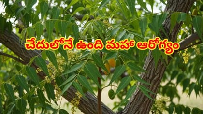 చేదులోనే ఉంది మహా ఆరోగ్యం.. వేప వల్ల కలిగే ఈ అద్భుత ప్రయోజనాలు
