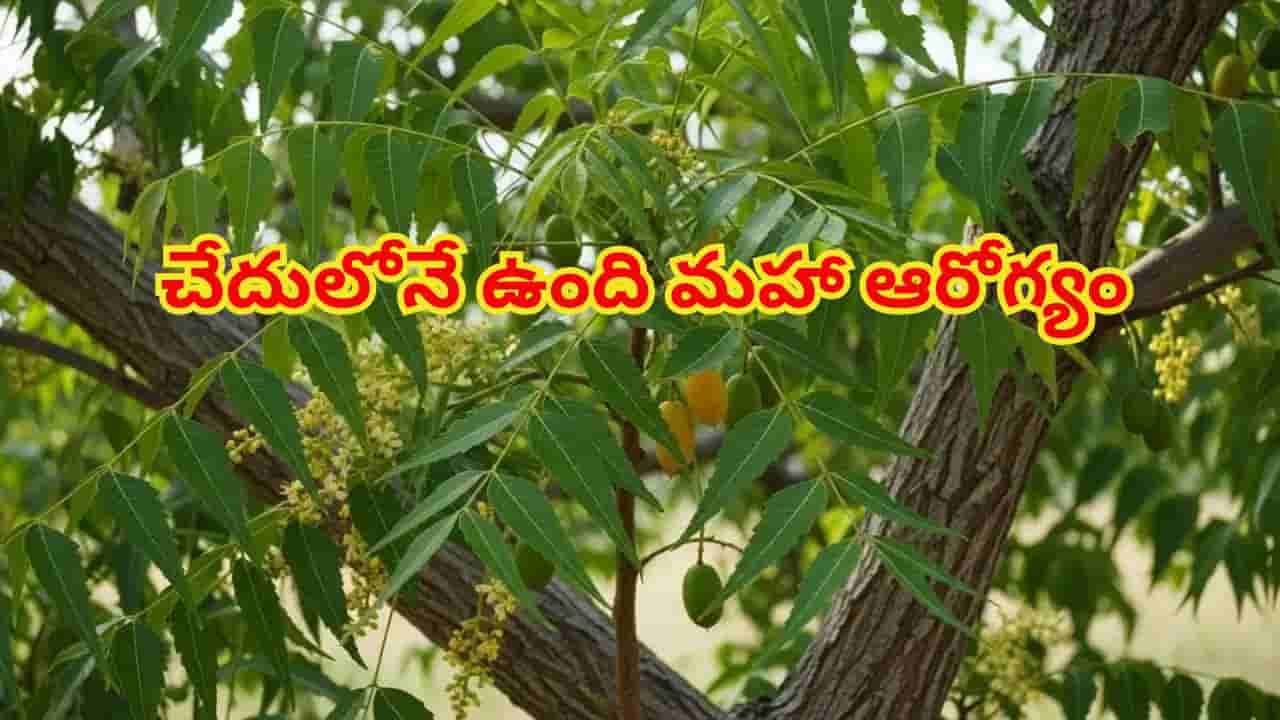 చేదులోనే ఉంది మహా ఆరోగ్యం.. వేప వల్ల కలిగే ఈ అద్భుత ప్రయోజనాలు మీకు తెలుసా?