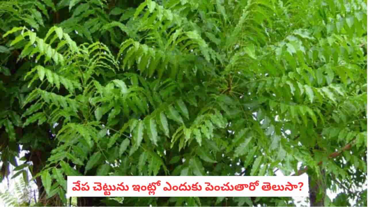 Neem Tree Vastu: ఈ ఒక్క చెట్టు ఇంట్లో ఉంటే చాలు.. వాస్తు ప్రకారం శుభం, శాంతి కలుగుతాయట!