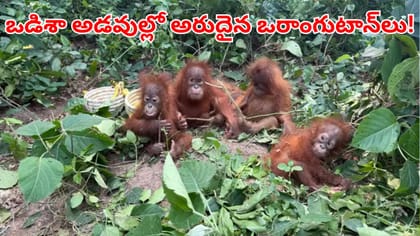 మన దేశంలో ఉనికేలేని ఈ జీవులు.. ఒడిశాకు ఎలా వచ్చాయ్!