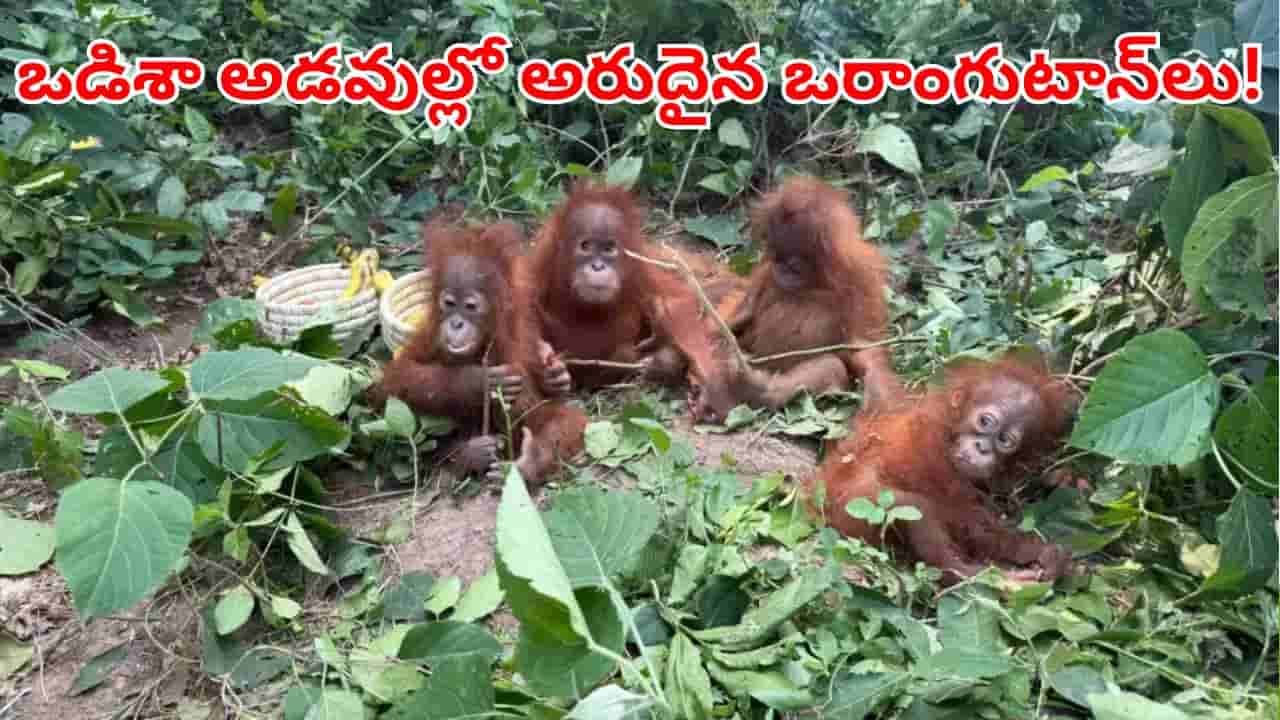 Viral Video: ఒడిశా అడవుల్లో అరుదైన ఒరాంగుటాన్లు.. దేశంలో ఉనికేలేని ఈ జీవులు.. ఎలా వచ్చాయ్!