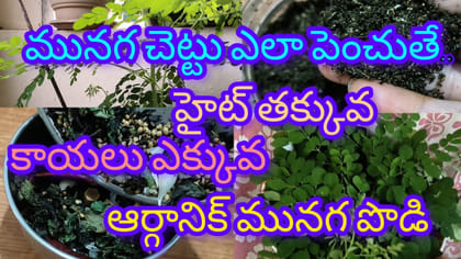 మునగ చెట్టు ఇంట్లోనే ఇలా పెంచుకోండి..