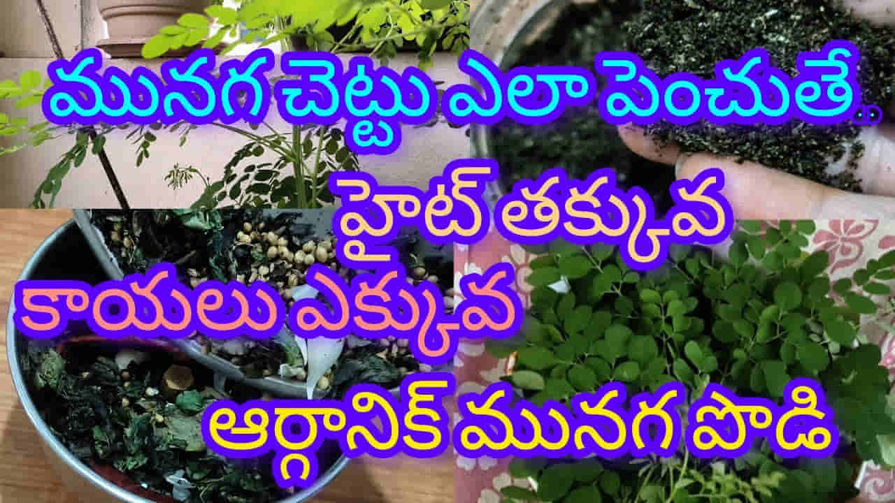 హైట్ తక్కువ.. ఆకులు ఎక్కువ.. ఆర్గానిక్ మునగ చెట్టు ఎలా పెంచాలంటే..?