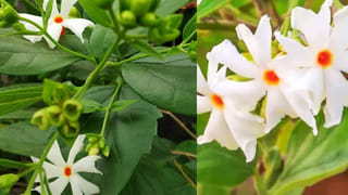 ఏళ్ళ తరబడి వేధిస్తున్న కీళ్ల నొప్పులు, మోకాళ్ల నొప్పులను చిటికెలో తగ్గించే ఆకులు ఇవే