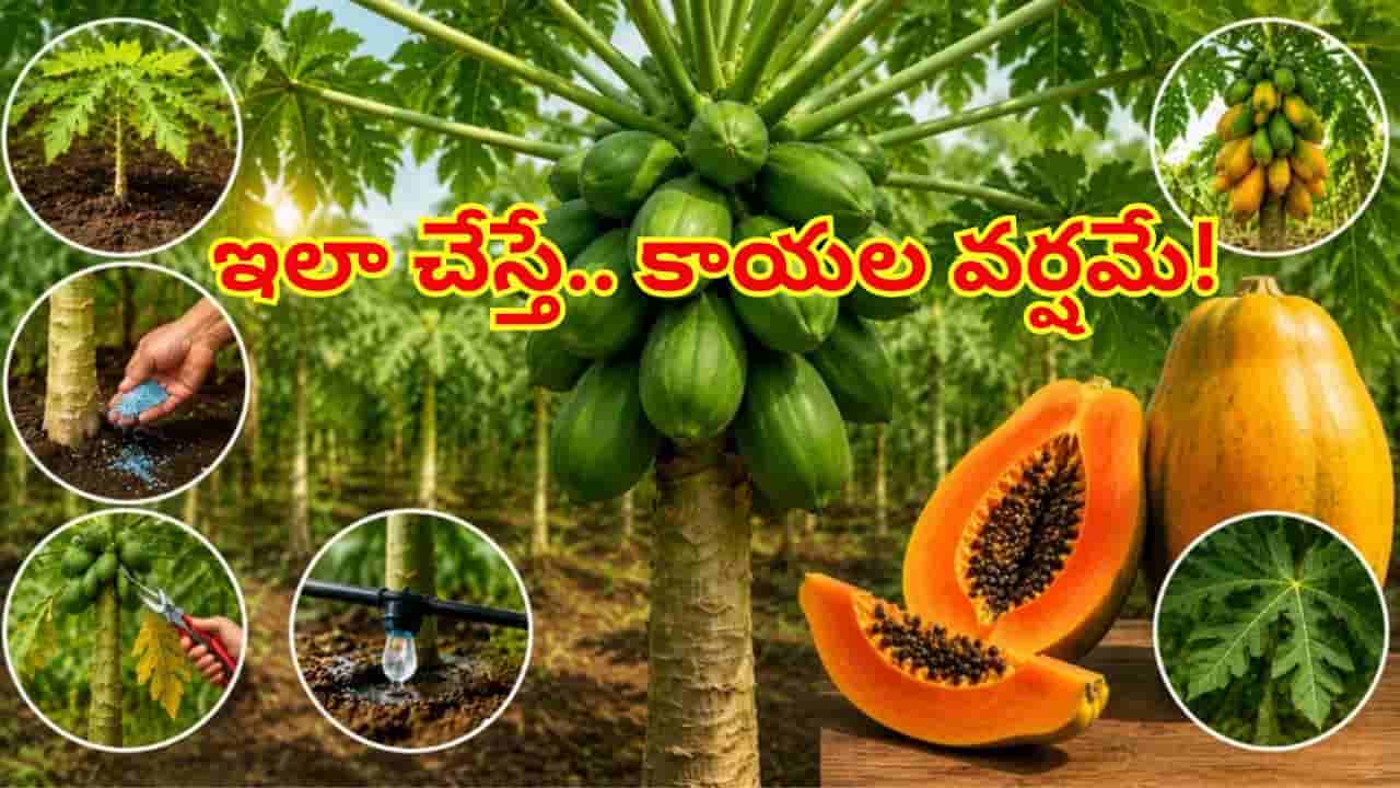 మీ ఇంట్లో బొప్పాయి చెట్టు పూత రాలిపోతోందా? ఇలా చేశారంటే కాయల వర్షమే!