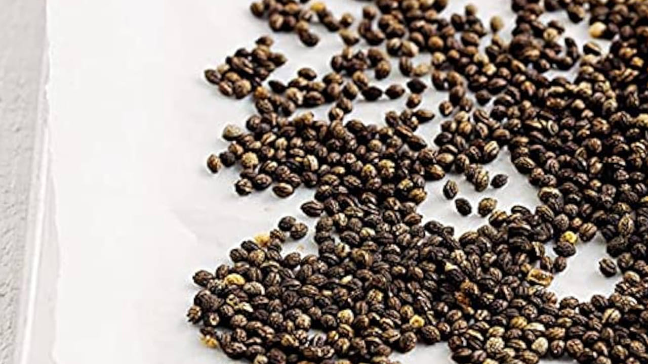 Papaya Seed