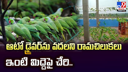 ఆటో డ్రైవర్‌ను వదలని రామచిలుకలు.. ఇంటి మిద్దెపై చేరి..