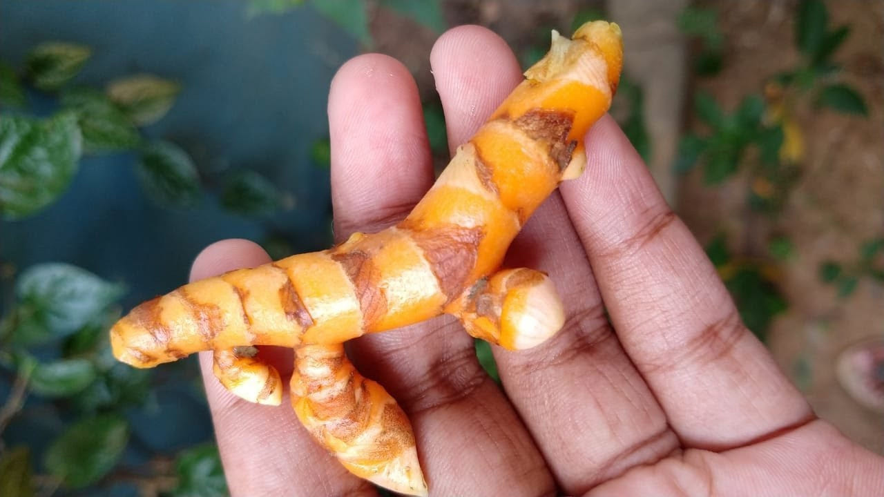 Pasupu 3