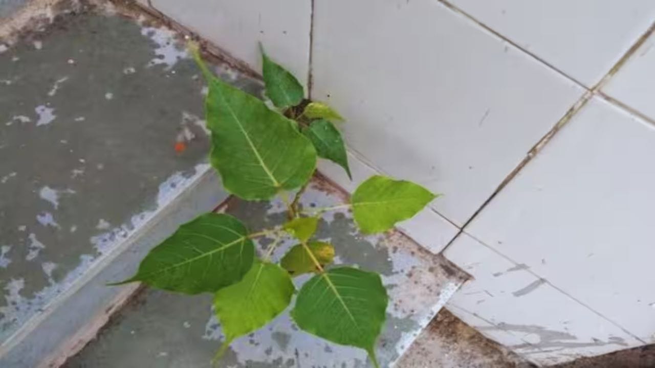 మొక్కను పూర్తిగా తొలగించిన తర్వాత, ఆ ప్రాంతంలో ఏవైనా పగుళ్లు ఉన్నాయేమో లేదో పరిశీలించి.. చిన్న పగుళ్లను తగిన సీలెంట్ లేదా వాటర్ప్రూఫింగ్ మెటీరియల్తో మూసేయాలి. ఒక వేళ పగుళ్లు పెద్దగా ఉంటే వాటి తొలగించి కొత్త గోడను నిర్మించడం ఉత్తమం. అలాగే మీరు ఇప్పుడు తొలగించిన మొక్కల ప్లేస్లోకి మళ్లీ నీరు చేరకుండా చూసుకోవాలి.