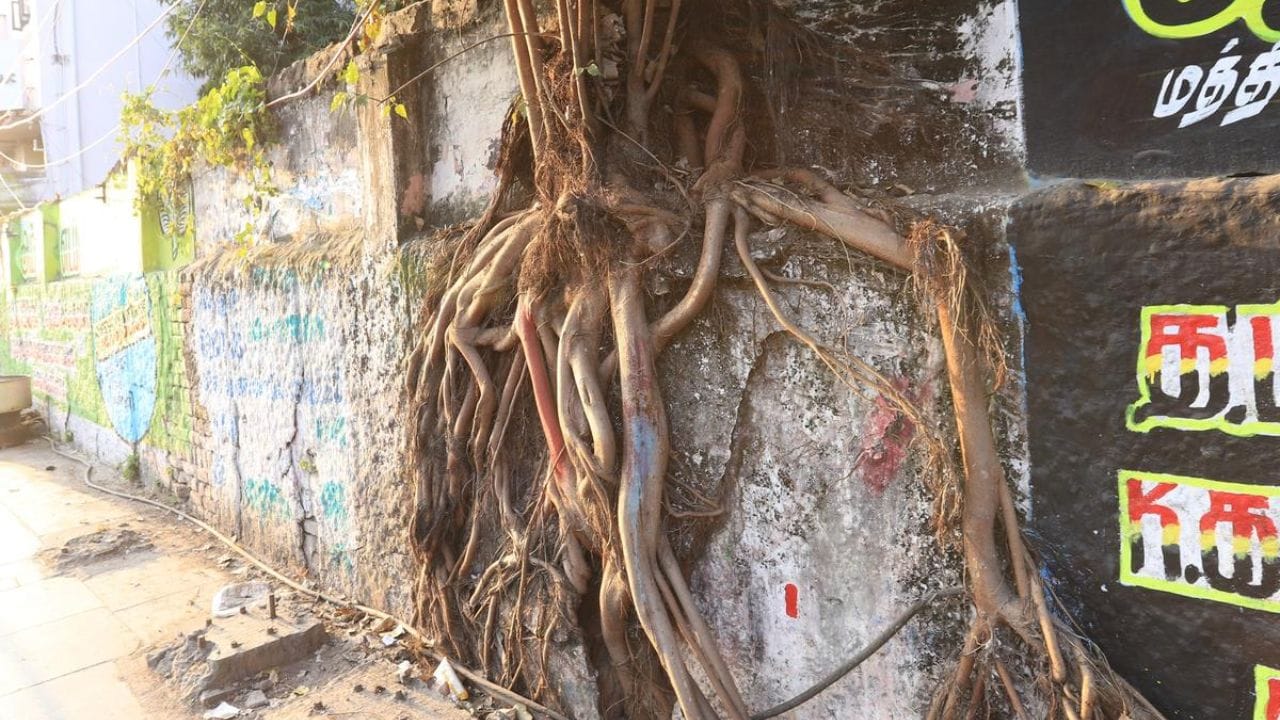 అయితే ఇంటి గోడలపై పెరిగిన ఇలాంటి మొక్కలను తొలగించడానికి కొందరు మార్కెట్లో దొరికే క్రిమిసంహాకర రసాయనాలను వాడుతూ ఉంటారు. కానీ ఇవి వాడేప్పుడు తగు జాగ్రత్తలు తీసుకోవాలి. మీరు కొనే రసాయన డబ్బాల లేబుల్పై ఉన్న సూచనలను కచ్చితంగా పాటించాలి. అవి కొట్టిన ఒక రోజు వరకు ఇంట్లోని పిల్లలు, పెంపుడు జంతువులను అటువైపు వెళ్లనివ్వకూడదు.