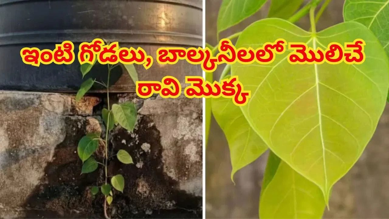కుస్తీలు పడే పనిలేదు.. ఇంటిగోడలపై మెలిచే ఈ మొక్కలను ఇలా సింపుల్గా తొలగించండి! – politics కుస్తీలు పడే పనిలేదు.. ఇంటిగోడలపై మెలిచే ఈ మొక్కలను ఇలా సింపుల్గా తొలగించండి! – politics