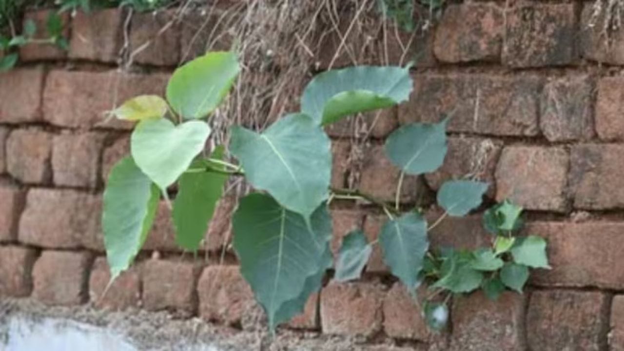 ఈ సింపుల్ చిట్కాలను పాటించడం ద్వారా మీరు ఇంటిపై పెరిగే మొక్కలను తొలగించడంతో పాటు ఇంటి పరిసరాలను క్లీన్గా ఉంచుకోవచ్చు. అలాగే భవిష్యత్తులో మీ ఇంటికి ఎలాంటి ముప్పులేకుండా కాపాడుకోవచ్చు.