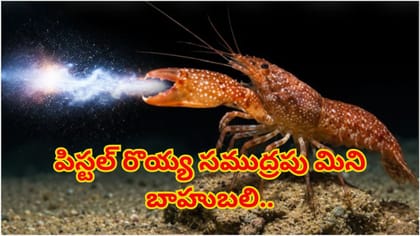 పిస్టల్ రొయ్య..సూర్యుని కంటే వేడి, తుపాకీ కంటే పెద్ద శబ్దం చేస్తూ