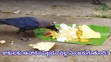 శ్రాద్ధ భోజనం తినడానికి కాకి రాకపోతే ఏం చేయాలి? ఈ పరిహారాలు..