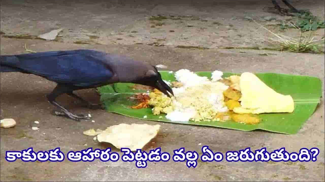 Pitru Paksha: శ్రాద్ధ భోజనం తినడానికి కాకి రాకపోతే ఏం చేయాలి? ఈ పరిహారాలు తెలుసుకోండి!