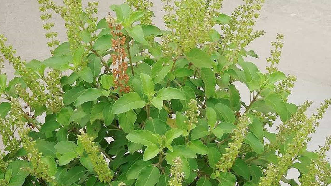 తులసి: ఇంటి ముంగిట తులసి ఉంటేనే ఆరోగ్యం ఉన్నట్లు. తులసి కేవలం సుగంధ మూలిక మాత్రమే కాదు, ఎన్నో ఆరోగ్య ప్రయోజనాలను అందిస్తుంది. పితృ పక్షంలో తులసి మొక్కలను నాటడం ఒక ఆచారం. తులసి ఆకులు, వేర్లు, విత్తనాల్లో మాంగనీస్, ఐరన్, విటమిన్లు A, K వంటి పోషకాలు ఉంటాయి. ఇవి బ్యాక్టీరియా, వైరస్, ఫంగస్లతో పోరాడే గుణాలను కలిగి ఉంటాయి. తులసిలో ఉండే అడాప్టోజెనిక్ గుణాలు ఒత్తిడి, ఆందోళన తగ్గించడంలో సహాయపడతాయి. తులసి టీ తాగడం లేదా వంటల్లో వాడటం ద్వారా సంప్రదాయాన్ని పాటిస్తూనే ఆరోగ్యాన్ని కాపాడుకోవచ్చు.