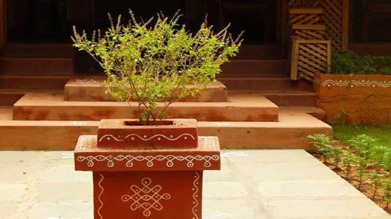 తులసి మొక్క : ఇంట్లో తులసి మొక్క ఉండటం చాలా మంచిది. ఇది ఇంటిలో సానుకూల శక్తిని పెంచుతుంది, ప్రతికూల శక్తిని తెలిగిస్తుంది. అంతే కాకుండా ఎవరి ఇంటి ముందు అయితే తులసి మొక్క ఉంటుందో, అది వారి ఇంటిలోని వాస్తు దోషాలను తొలిగిస్తుందంట. ఇంటికి అదృష్టాన్ని తీసుకొస్తుందంట.