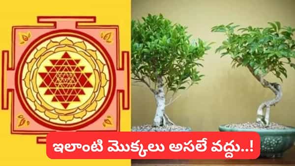 Vastu Tips: ఇంట్లో ఈ మొక్కలు అస్సలు పెట్టకండి.. కుటుంబంలో కలహాలు, ఆర్థిక సమస్యలు వస్తాయట!