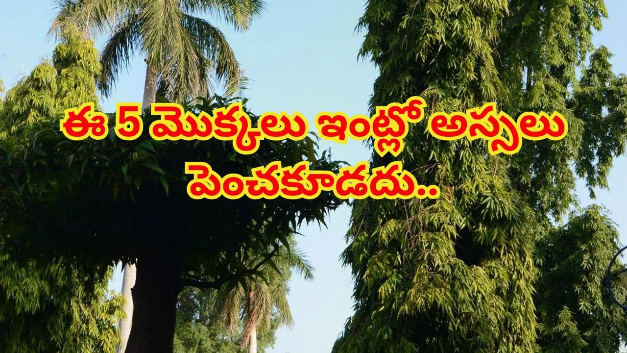 వాస్తు చిట్కాలు.. ఇంట్లో ఈ 5 మొక్కలు పెంచితే పేదరికం తప్పదా? నిపుణుల సూచన..