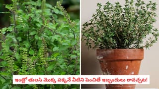 Vastu Tips: వామ్మో.. తులసి పక్కన ఈ మొక్కలు పెంచుతున్నారా? వాస్తు ఏం చెబుతుందో తెలుసా?