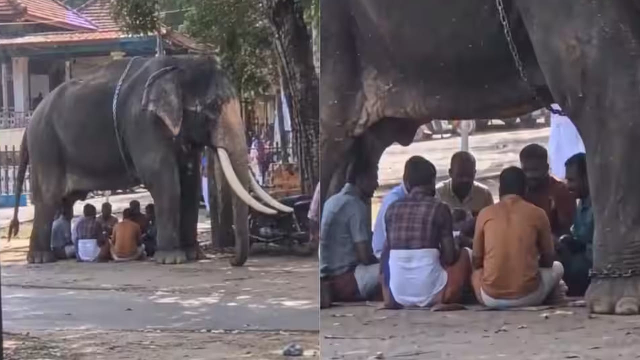 Watch: ఎక్కడ చోట దొరకలేదరా సామి.. ఏనుగు కింద నీడలో కూర్చొని ఏం చేస్తున్నారో తెలిస్తే షాక్..!