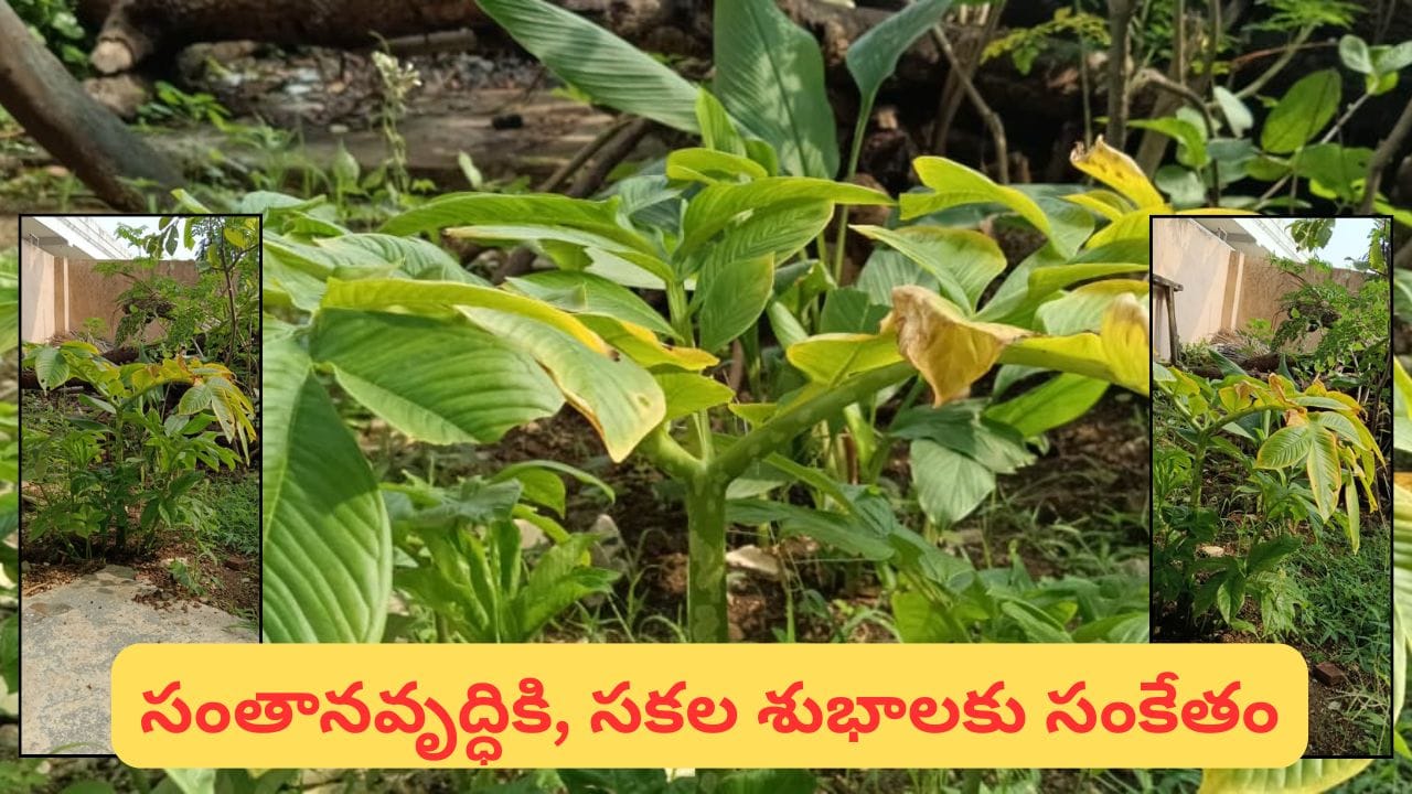 Polala Amavasya: పోలాల అమావాస్య.. సత్సంతాన సౌభాగ్యం కోసం ఈ మొక్కకు పూజ.. వ్రత విధానం ఇదే!