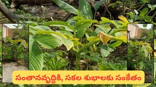 Polala Amavasya: పోలాల అమావాస్య.. సత్సంతాన సౌభాగ్యం కోసం ఈ మొక్కకు పూజ.. వ్రత విధానం ఇదే!