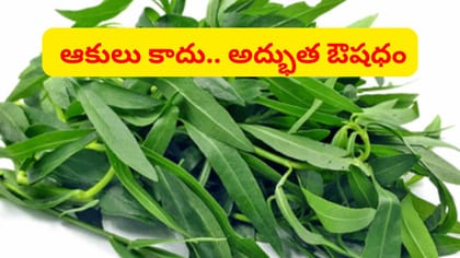 ప్రకృతి ప్రసాదం.. పొన్నగంటి కూరతో అద్భుత ఆరోగ్య ప్రయోజనాలు