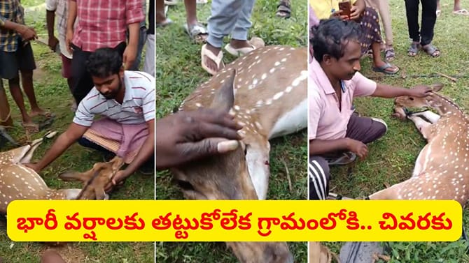 గర్భంతో ఉంది.. భారీ వర్షాలకు తట్టుకోలేక గ్రామంలోకి వచ్చిన జింక..