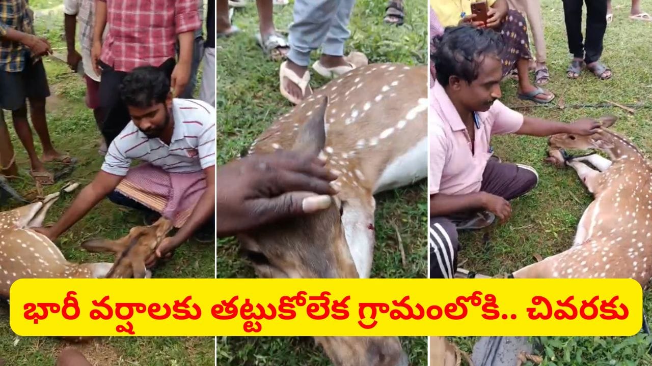 గర్భంతో ఉంది.. భారీ వర్షాలకు తట్టుకోలేక గ్రామంలోకి వచ్చిన చుక్కల జింక.. చివరకు..