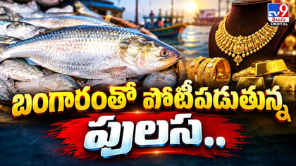 బంగారంతో పోటీపడుతున్న పులస..