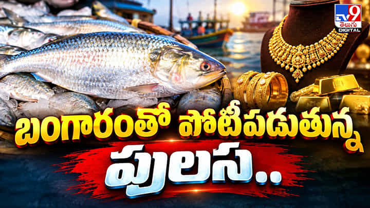 Pulasa Fish: బంగారంతో పోటీపడుతున్న పులస.. Pulasa Fish: బంగారంతో పోటీపడుతున్న పులస..