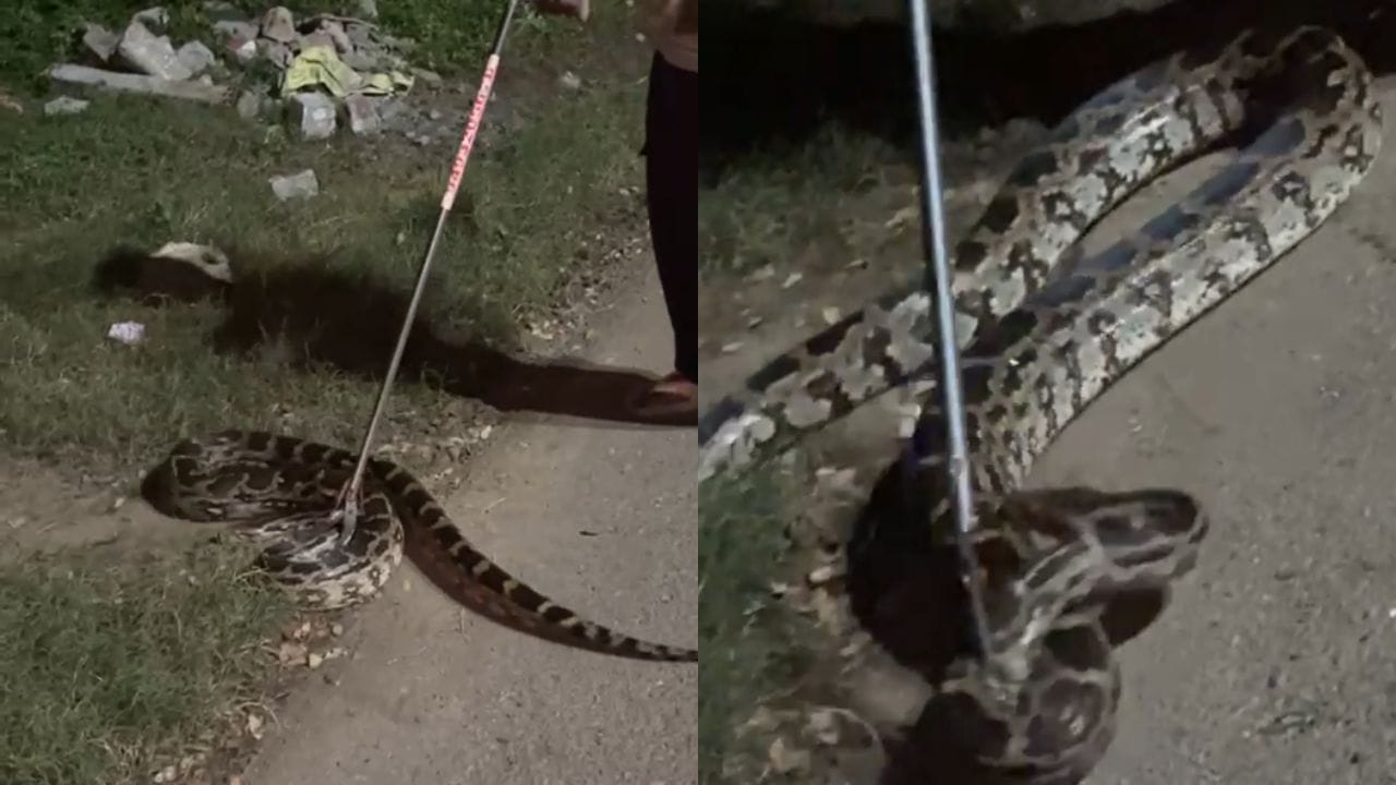 Viral Video: అర్థరాత్రి రోడ్డు పక్కన మెరుస్తూ కనిపించిన దృశ్యం.. దగ్గరకు వెళ్లగా వామ్మో..
