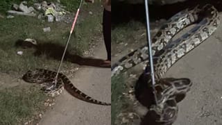 Viral Video: అర్థరాత్రి రోడ్డు పక్కన మెరుస్తూ కనిపించిన దృశ్యం.. దగ్గరకు వెళ్లగా వామ్మో..