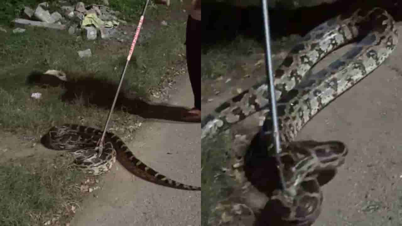 Viral Video: అర్థరాత్రి రోడ్డు పక్కన మెరుస్తూ కనిపించిన దృశ్యం.. దగ్గరకు వెళ్లగా వామ్మో..