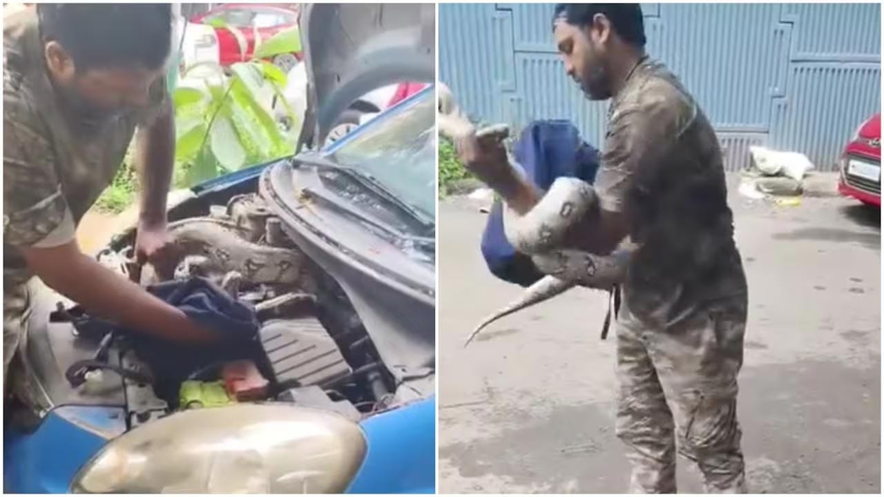 Python Snake In Car