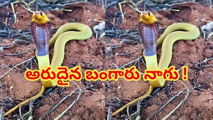 పసిడి వర్ణంతో మెరిసిపోతున్న అరుదైన నాగుపాము.. వీడియో వైరల్
