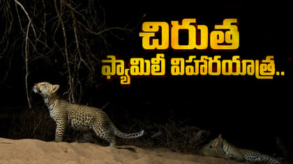పంట పొలాల్లో తిష్టవేసిన చిరుత ఫ్యామిలీ..!