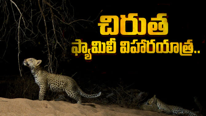 పంట పొలాల్లో తిష్టవేసిన చిరుత ఫ్యామిలీ..!