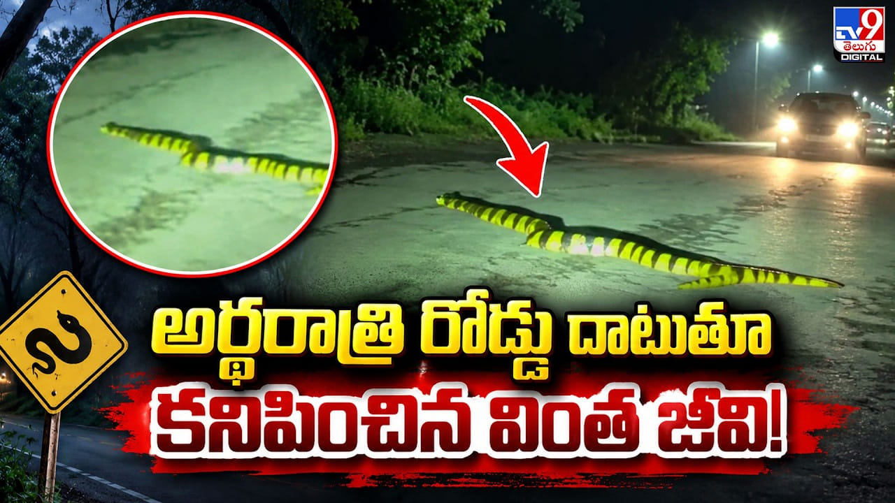 అర్థరాత్రి రోడ్డు దాటుతూ కనిపించిన వింత జీవి!