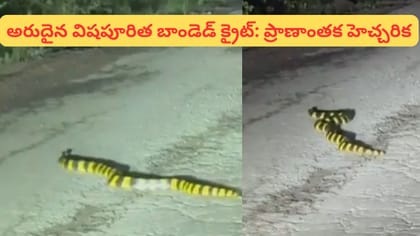 ఏటూరునాగారం అడవుల్లో అరుదైన పాము.. ఇది ఎంత ప్రమాదకరమో తెలుసా?